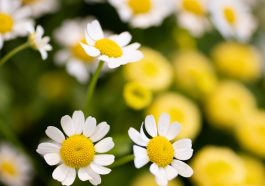 a bunch of white and yellow flowers in a field