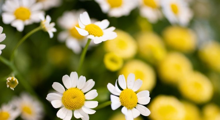 a bunch of white and yellow flowers in a field